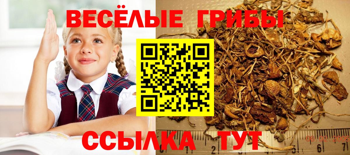 Галлюциногенные грибы Psilocybe Сланцы